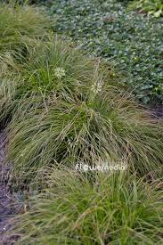 Attēlu rezultāti vaicājumam “Carex montana”