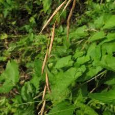 Attēlu rezultāti vaicājumam “Brachypodium sylvaticum leaf”
