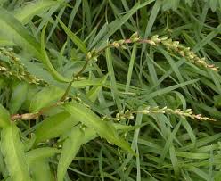 Attēlu rezultāti vaicājumam “Persicaria hydropiper”