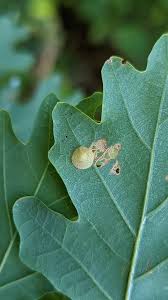 Attēlu rezultāti vaicājumam “Neuroterus quercusbaccarum”