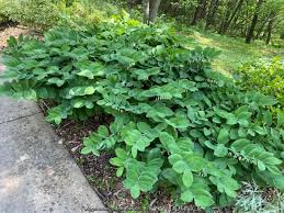 Attēlu rezultāti vaicājumam “Polygonatum odoratum bud”