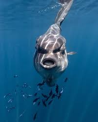 Image result for Mola mola