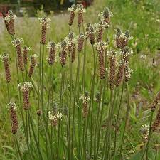Attēlu rezultāti vaicājumam “Plantago lanceolata fruit”