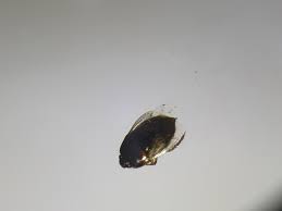 Attēlu rezultāti vaicājumam “Cydnidae”