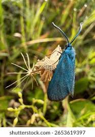 Attēlu rezultāti vaicājumam “Adscita statices”