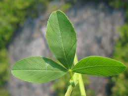 Attēlu rezultāti vaicājumam “Trifolium alpestre leaf”