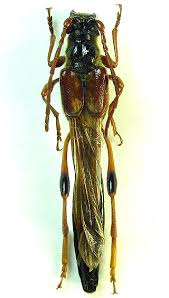 Attēlu rezultāti vaicājumam “Necydalis major”