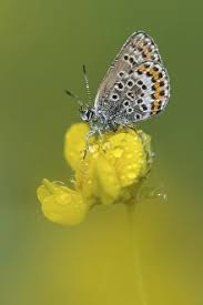 Attēlu rezultāti vaicājumam “Plebejus argus”
