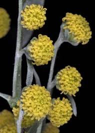 Image result for Artemisia absinthium