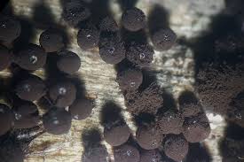 Attēlu rezultāti vaicājumam “Enerthenema papillatum”