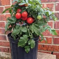 Afbeeldingsresultaat voor earliana tomato