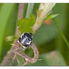Attēlu rezultāti vaicājumam “Tritomegas bicolor”