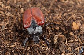 Attēlu rezultāti vaicājumam “Osmoderma barnabita”