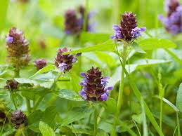 Attēlu rezultāti vaicājumam “Prunella vulgaris flower”