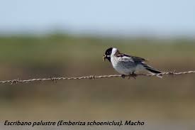 Attēlu rezultāti vaicājumam “Emberiza schoeniclus”