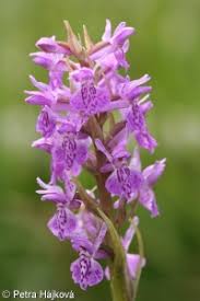 Attēlu rezultāti vaicājumam “Dactylorhiza majalis subsp. baltica bud”