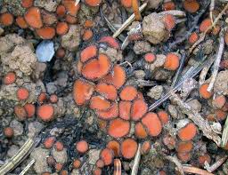 Attēlu rezultāti vaicājumam “Scutellinia scutellata”