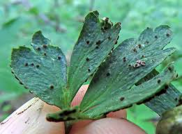 Attēlu rezultāti vaicājumam “Octospora splachnophila”