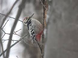 Attēlu rezultāti vaicājumam “Dendrocopos leucotos male”