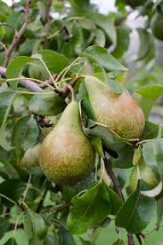 Attēlu rezultāti vaicājumam “Pyrus communis”