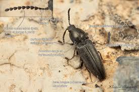 Attēlu rezultāti vaicājumam “Cidnopus aeruginosus”