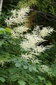Image result for Aruncus dioicus