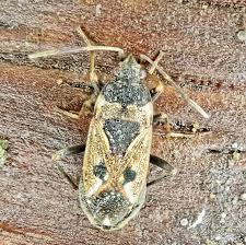 Image result for Rhyparochromus