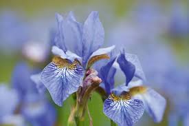 Attēlu rezultāti vaicājumam “Iris sibirica flower”