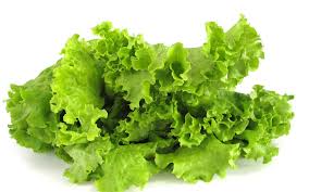 Image result for Kopfsalat
