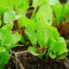 Image result for Sauerampfer