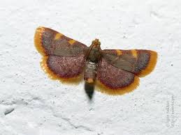 Attēlu rezultāti vaicājumam “Hypsopygia costalis”