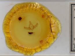 Attēlu rezultāti vaicājumam “Brachionycha nubeculosa”