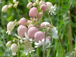 Attēlu rezultāti vaicājumam “Silene vulgaris bud”
