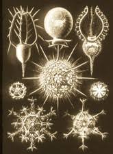 Image result for ernst haeckel