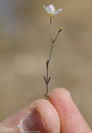 Attēlu rezultāti vaicājumam “Sagina nodosa”