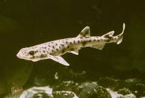 Image result for Scyliorhinus stellaris