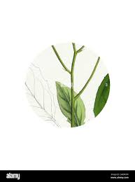 Attēlu rezultāti vaicājumam “Hieracium murorum leaf”