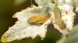 Attēlu rezultāti vaicājumam “Aphrophoridae imago”
