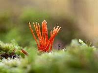 Attēlu rezultāti vaicājumam “Comatricha fragilis”