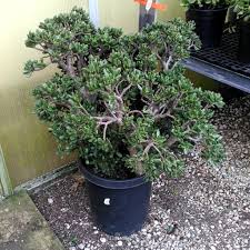 Image result for Crassula hobbit