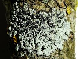 Attēlu rezultāti vaicājumam “Physcia aipolia”