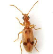 Attēlu rezultāti vaicājumam “Anthicidae”