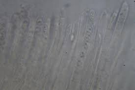 Attēlu rezultāti vaicājumam “Ombrophila violacea”