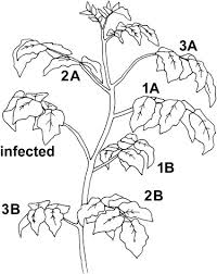 Attēlu rezultāti vaicājumam “Lycopersicon esculentum”