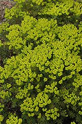 Attēlu rezultāti vaicājumam “Euphorbia cyparissias”