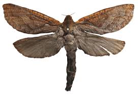 Attēlu rezultāti vaicājumam “Hepialidae”