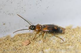 Attēlu rezultāti vaicājumam “Badister bullatus”