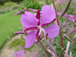 Attēlu rezultāti vaicājumam “Epilobium roseum flower”