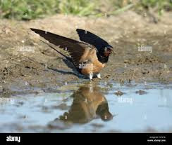 Attēlu rezultāti vaicājumam “Hirundo rustica adult”