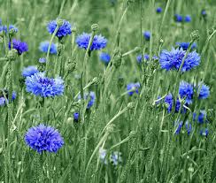 Image result for Centaurea cyanus